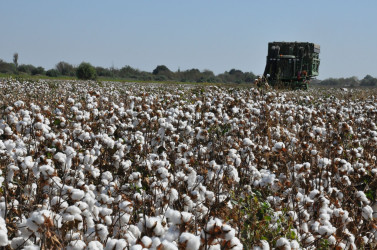 İcra başçısı  “MKT İstehsal Kommersiya ” və “P-Agro” şirkətlərinin   pambıq sahələrinə baxış keçirib.