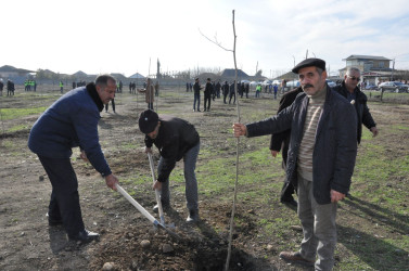 Biləsuvar rayonunun Bəydili kəndində “Heydər Əliyev adına park” salınıb