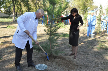 Biləsuvar Rayon Mərkəzi Xəstəxanasında 27 Sentyabr-Anım günü ilə bağlı ağacəkmə aksiyası keçirilib.