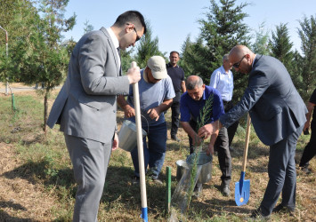 Biləsuvarda 27 Sentyabr-Anım Günü ilə bağlı ağacəkmə aksiyası keçirilib.