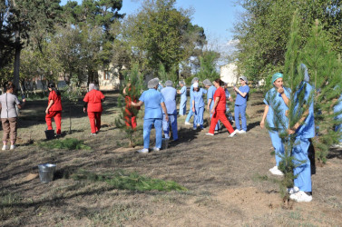 Biləsuvar Rayon Mərkəzi Xəstəxanasında 27 Sentyabr-Anım günü ilə bağlı ağacəkmə aksiyası keçirilib.