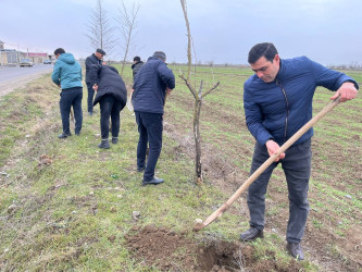 Biləsuvarda "Yaşıl dünya naminə həmrəylik ili" çərçivəsində ağacəkmə aksiyası keçirilib.