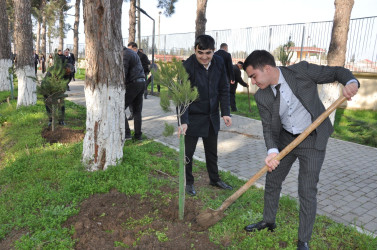 Biləsuvar rayonunda Yaşıl Dünya Naminə Həmrəylik İli çərçivəsində ağacəkmə aksiyası keçirilib.