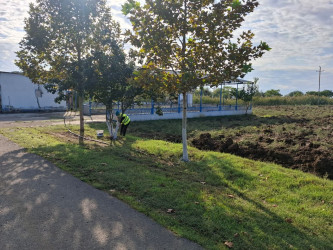 Biləsuvar rayonunda iməciliklər keçirilərək, təmizlik və abadlıq işləri aparılır.