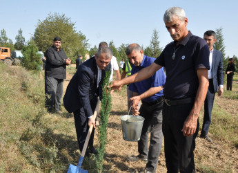Biləsuvarda 27 Sentyabr-Anım Günü ilə bağlı ağacəkmə aksiyası keçirilib.