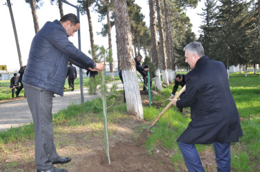 Biləsuvar rayonunda Yaşıl Dünya Naminə Həmrəylik İli çərçivəsində ağacəkmə aksiyası keçirilib.