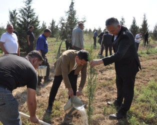 Biləsuvarda 27 Sentyabr-Anım Günü ilə bağlı ağacəkmə aksiyası keçirilib.