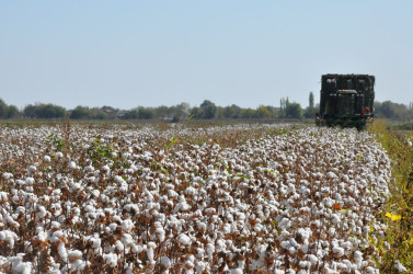 İcra başçısı  “MKT İstehsal Kommersiya ” və “P-Agro” şirkətlərinin   pambıq sahələrinə baxış keçirib.