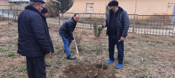 Biləsuvarda "Yaşıl dünya naminə həmrəylik ili" çərçivəsində ağacəkmə aksiyası keçirilib.