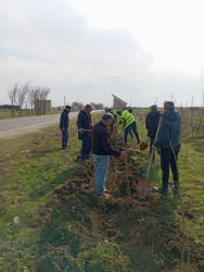 18 fevral tarixində Biləsuvar rayonunda növbəti ağacəkmə aksiyası keçirilib.