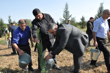 Biləsuvarda 27 Sentyabr-Anım Günü ilə bağlı ağacəkmə aksiyası keçirilib.