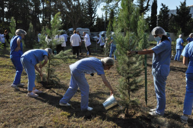 Biləsuvar Rayon Mərkəzi Xəstəxanasında 27 Sentyabr-Anım günü ilə bağlı ağacəkmə aksiyası keçirilib.