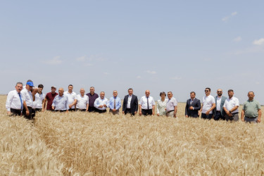 Biləsuvar rayonunda fermerlerin və sahibkarların iştirakı ilə "Sahə Günü" keçirilib