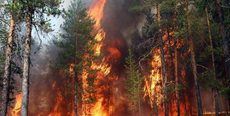 Meşələrin yanğın təhlükəsizliyi