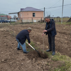 Biləsuvarda "Yaşıl dünya naminə həmrəylik ili" çərçivəsində ağacəkmə aksiyası keçirilib.