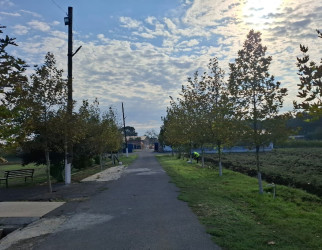 Biləsuvar rayonunda iməciliklər keçirilərək, təmizlik və abadlıq işləri aparılır.