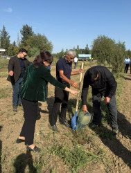 Biləsuvarda 27 Sentyabr-Anım Günü ilə bağlı ağacəkmə aksiyası keçirilib.