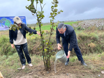 Biləsuvarda “Yaşıl dünya naminə həmrəylik ili” çərçivəsində növbəti ağacəkmə aksiyası keçirilib